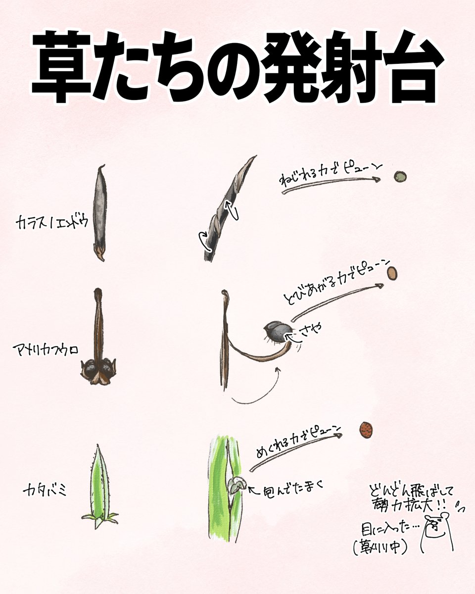 自然ガイドのネタ帳 tweet media