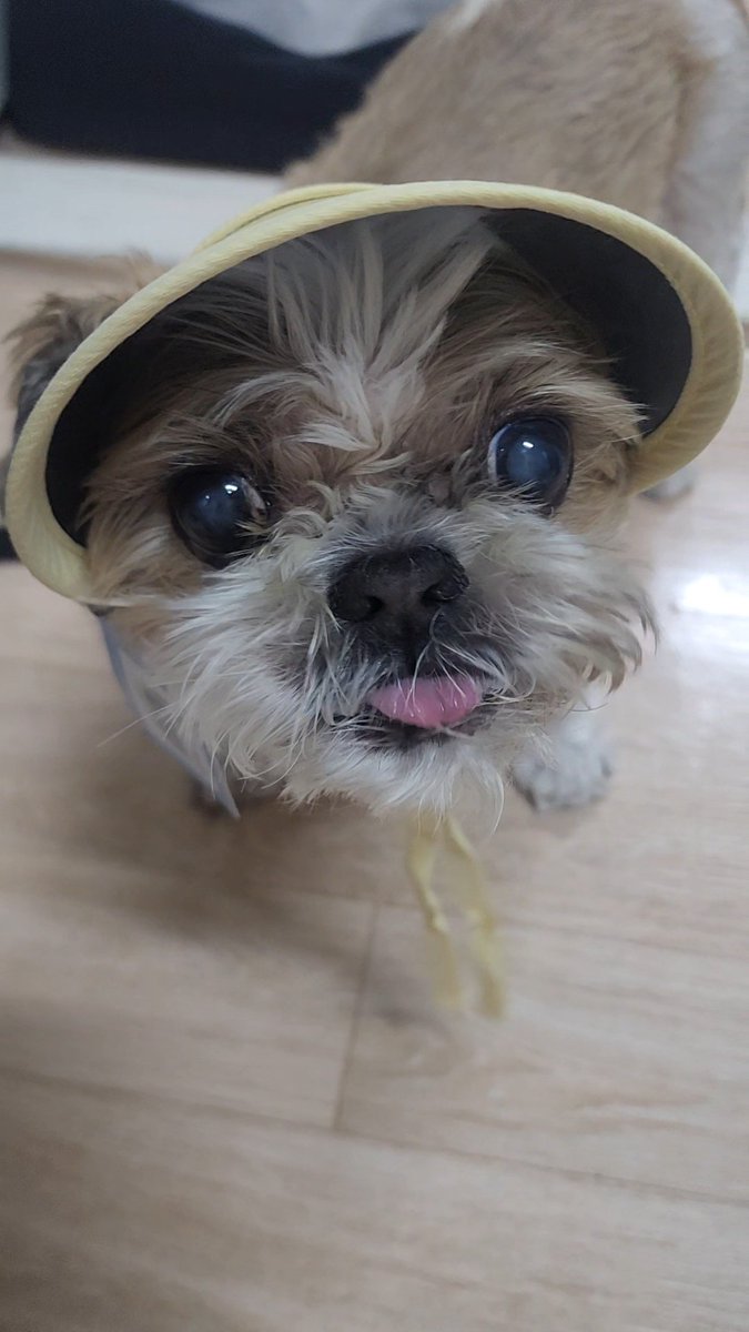 혜짱이 tweet media