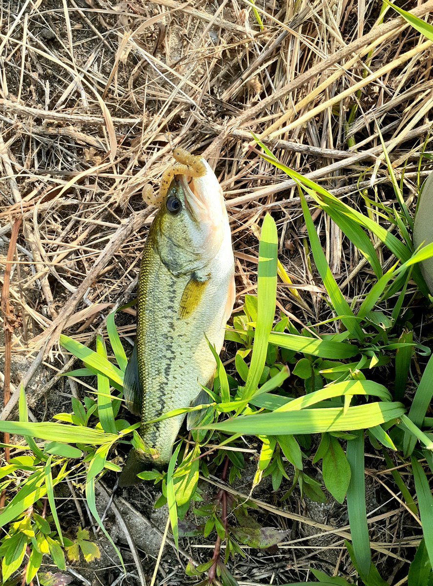 fumufumu tweet media