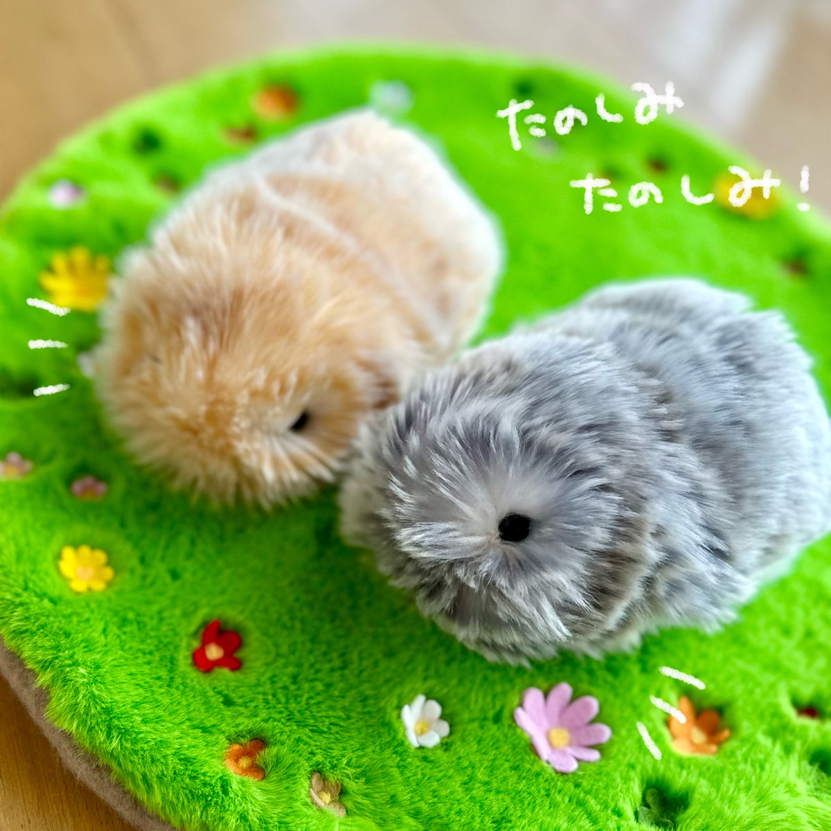 ぼんてん&にこげ tweet media