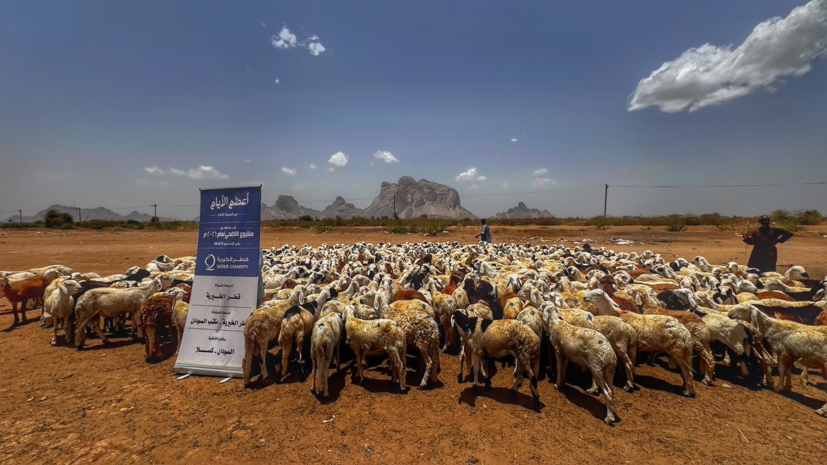 qcharity's tweet photo. من قلب #السودان.. نمدّ جسور الأخوّة لتكتمل بهجة العيد ✨
وسط تطلعات الأسر لغدٍ أفضل، تُسابق طواقم #قطر_الخيرية الميدانية الزمن لتهيئة وتجهيز أضاحيكم لعام 2026م 🐑
نقف في الميدان لنشرف على أدق تفاصيل الحصر والتحضير، ملتزمين بتقديم عونٍ يليق بكرامة أهلنا ويُدخل السرور على بيوتهم في الأيام المباركة.

#أعظم_الأيام