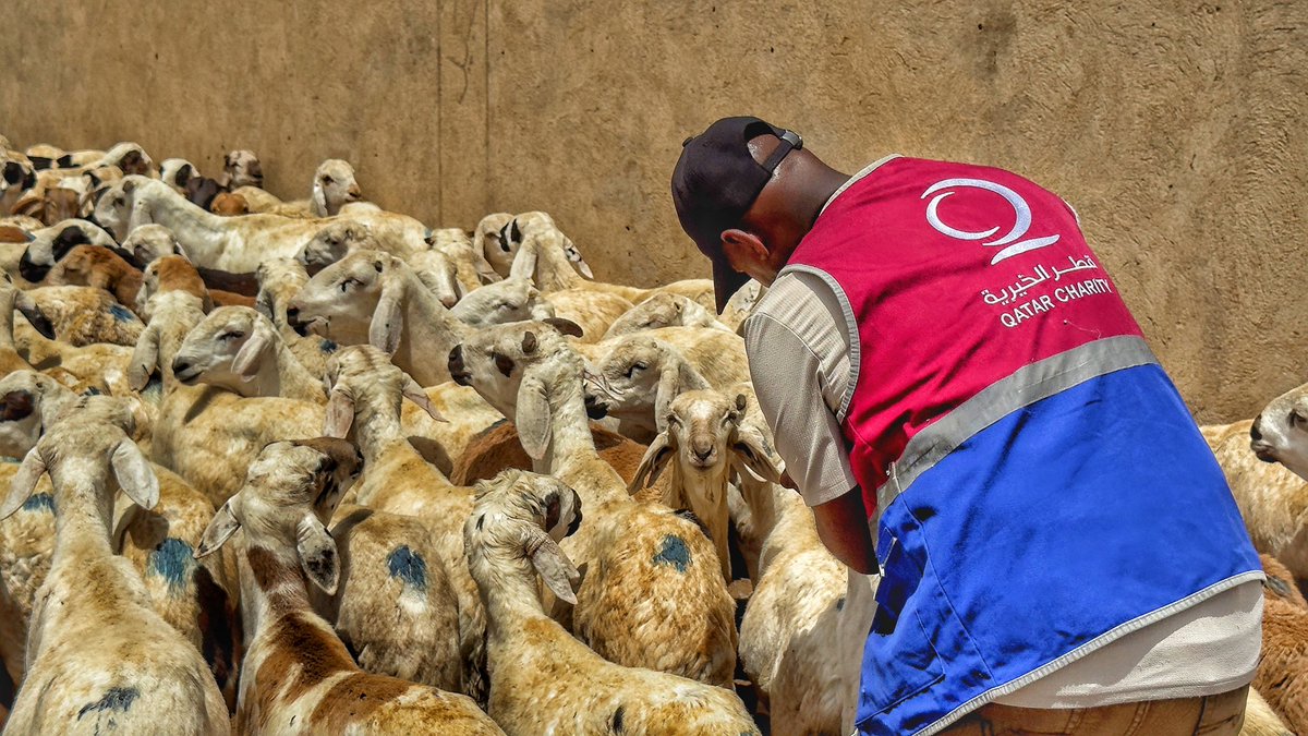 qcharity's tweet photo. من قلب #السودان.. نمدّ جسور الأخوّة لتكتمل بهجة العيد ✨
وسط تطلعات الأسر لغدٍ أفضل، تُسابق طواقم #قطر_الخيرية الميدانية الزمن لتهيئة وتجهيز أضاحيكم لعام 2026م 🐑
نقف في الميدان لنشرف على أدق تفاصيل الحصر والتحضير، ملتزمين بتقديم عونٍ يليق بكرامة أهلنا ويُدخل السرور على بيوتهم في الأيام المباركة.

#أعظم_الأيام