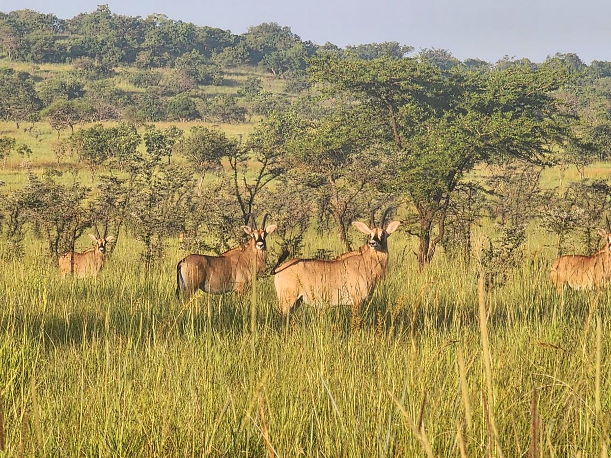 Engoobetours's tweet photo. Join us to exprience the beauty of lake mburo Np in south western uganda 
For unforgettable Experience 
https://t.co/8r8v0E00LM https://t.co/qHaW5n3gXd