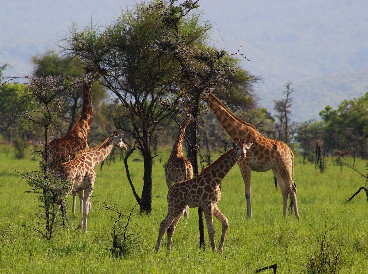 Engoobetours's tweet photo. Join us to exprience the beauty of lake mburo Np in south western uganda 
For unforgettable Experience 
https://t.co/8r8v0E00LM https://t.co/qHaW5n3gXd