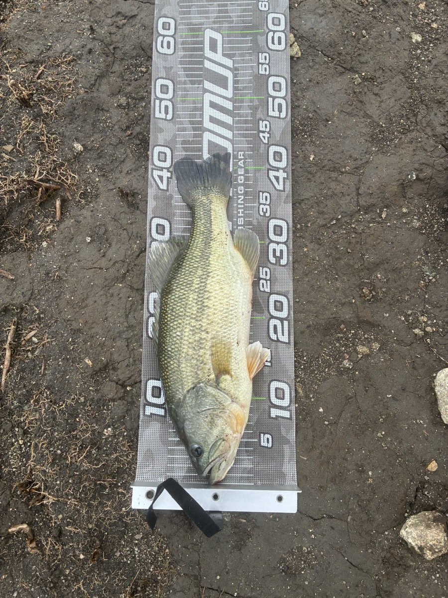urea_tpx's tweet photo. 今日も高校時代の同級生と釣りへ🎣
前回も自分が釣ってしまったので自分が苦手なスモールフィールドへ☝️
ガイドしてたのに釣ってしまった🐟
しかもラージ🤣
やっぱりスモール苦手です…
次は釣ってもらおう！ https://t.co/EygCMaRwsC