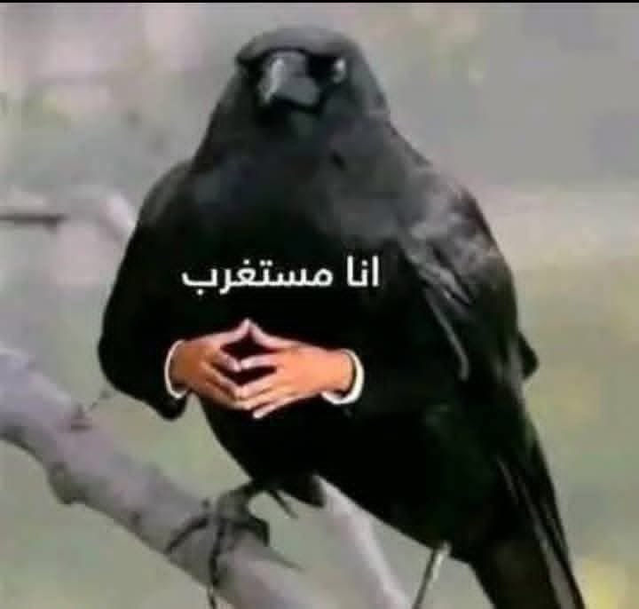 وليام فوكنر tweet media
