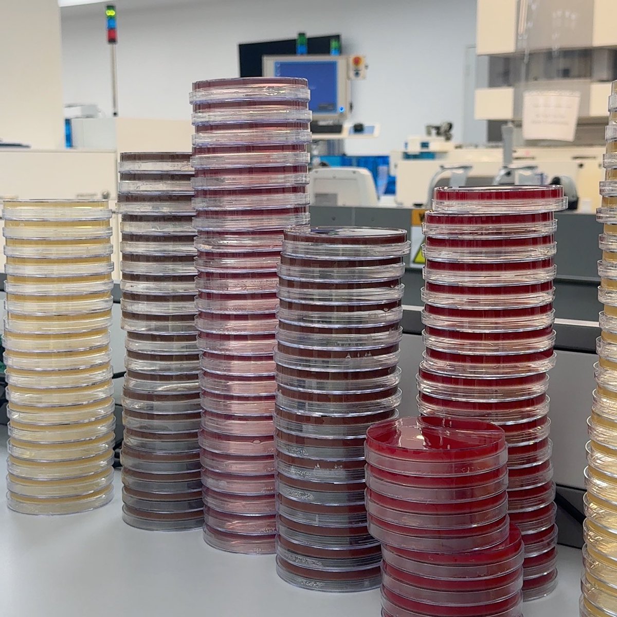___toleen's tweet photo. First week in the Microbiology rotation ✔️ https://t.co/AWU4wTf1ND