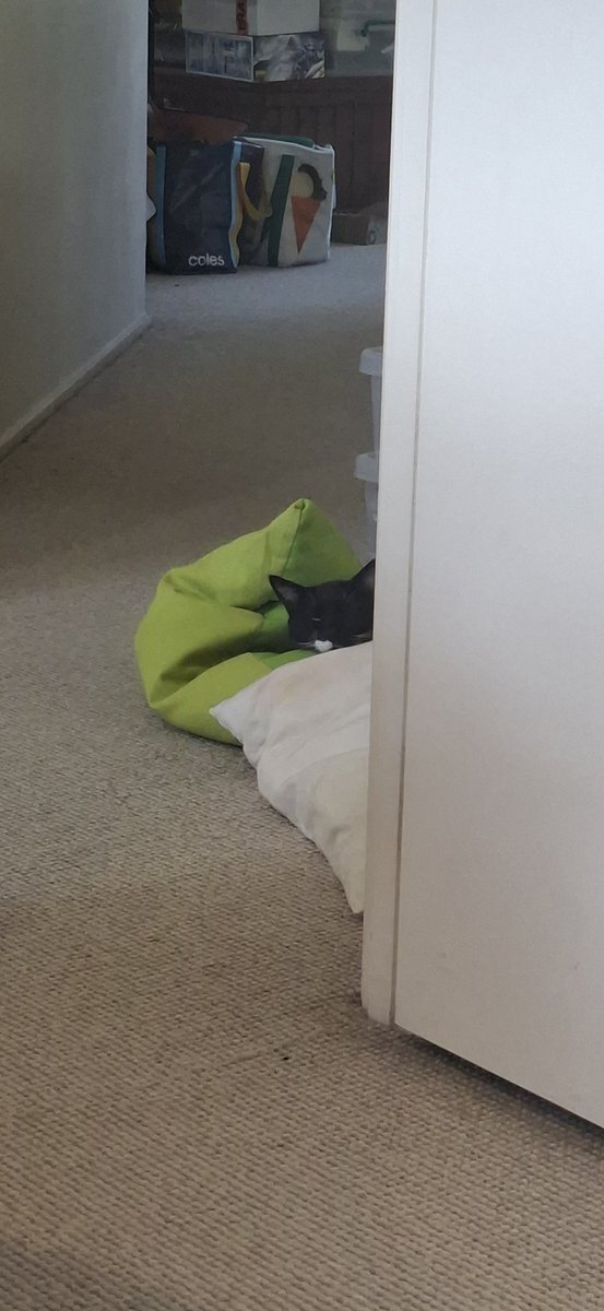 Selestialsummon's tweet photo. @rosemarysboobys My boy is always letting out the most sad yodels 😭 he sits on this beanbag and then when he thinks he's alone, he grabs one of his toys, drags it there and then cries https://t.co/sEJD3fR4Zt