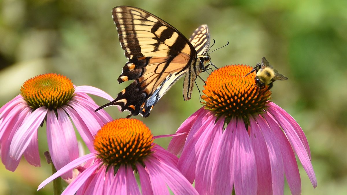 giveashitnature's tweet photo. Most bees never travel more than half a mile from their nest their entire lives.

A wildflower patch beyond that range is functionally invisible to them. If yours is the only one for miles, it may be doing next to nothing.

But if your neighbor plants even just a few native flowers too, and the neighbor after that, you've just built a pollinator highway.

Talk to your neighbors. Share some plants. That's how you save a species.