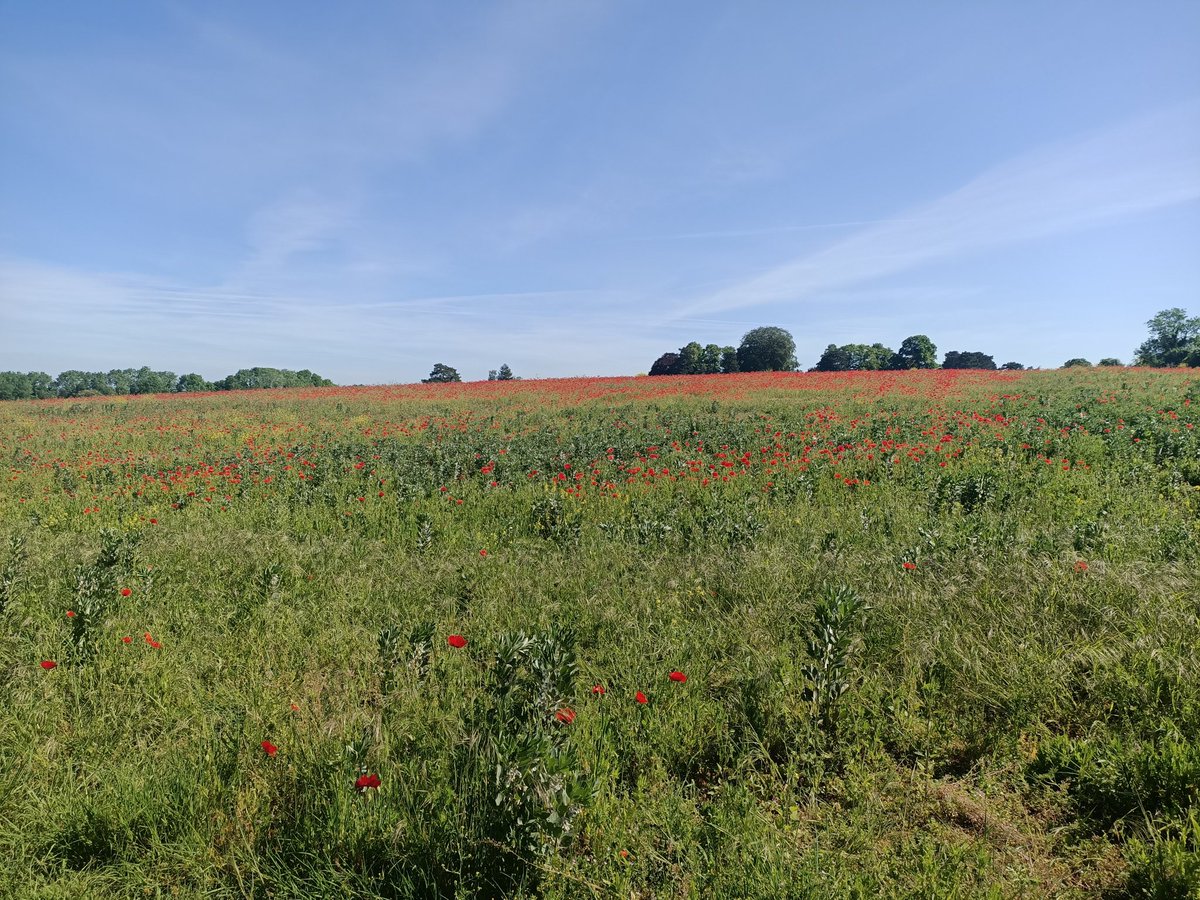 NeillFriedman's tweet photo. I have always had a thing about poppie fields, no idea why. Walked through this one this morning. https://t.co/JUWtN4VgrU