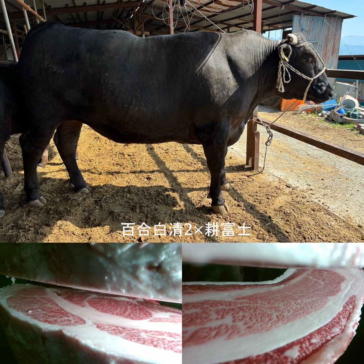 kubottiok's tweet photo. 今週の成果kg
百合白清2✖️耕富士の去勢610､5kg
A−5の12番
ロース写真だと小さく見えるけど84cm
バラは11､6cm
最近ウチではコケてる繁殖農家さんからの導入結果が出て良かった https://t.co/aAG58NC9Gm