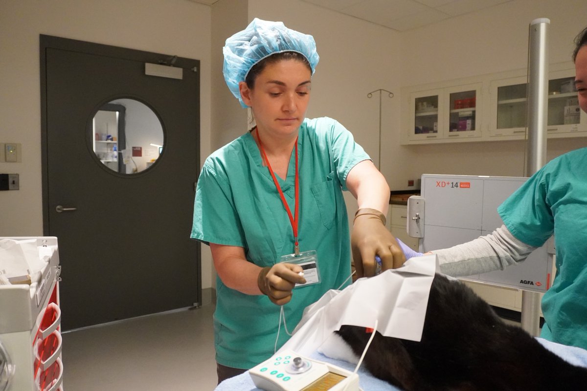 Cornell Feline Health Center tweet media