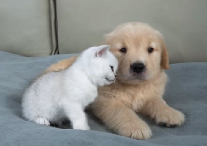 puppies tweet media