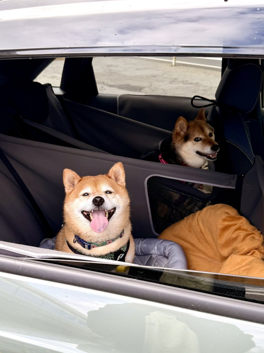柴犬たけちよ (@takechiyo_shiba) / Posts / X