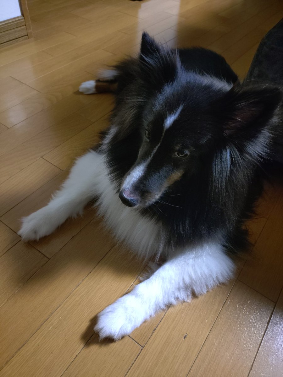 あずきさんはシェルティ tweet media