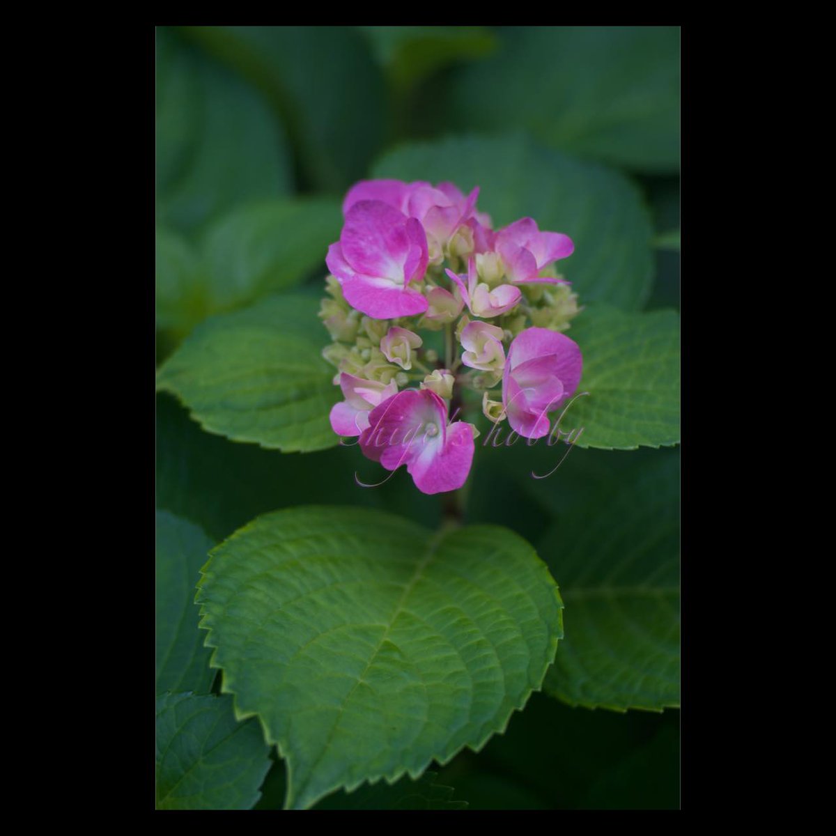 ♡花♡ページ flower