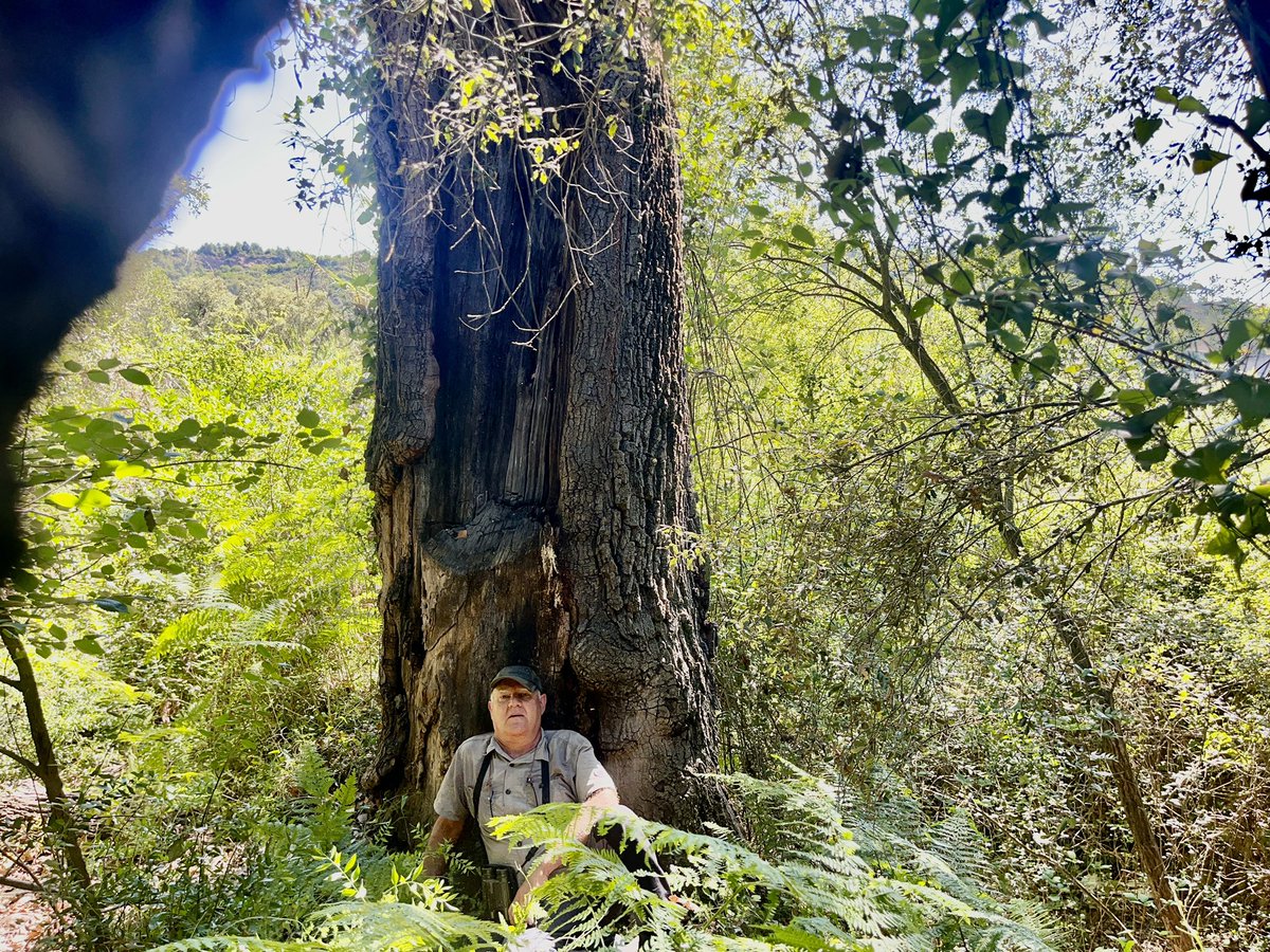 esparverblau's tweet photo. La gran paradoxa: roure quasi milenari, arbres gegantins a la plana del Vallès en espais sense protecció mentre als parcs nat hi són absents. Els propietaris cuidaven els grans arbres: ombra ramats i persones, producció glans i símbol d’Acolliment. Fins quan els conservarem? https://t.co/L2GMHAvDg4