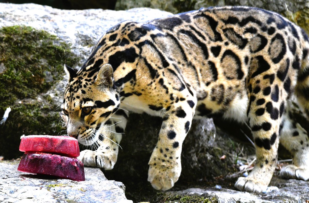 CotsWildTweets's tweet photo. Cool for #Cats…
Mammal Keeper Charlotte treated our #CloudedLeopards to some cooling blood ice lollies—the first time they’ve experienced this particular enrichment. Judging by Jafar’s reaction, they were a big success! Here’s Jafar enjoying treat. 📷Paul Nicholls Photography https://t.co/X8rL2O8wO4
