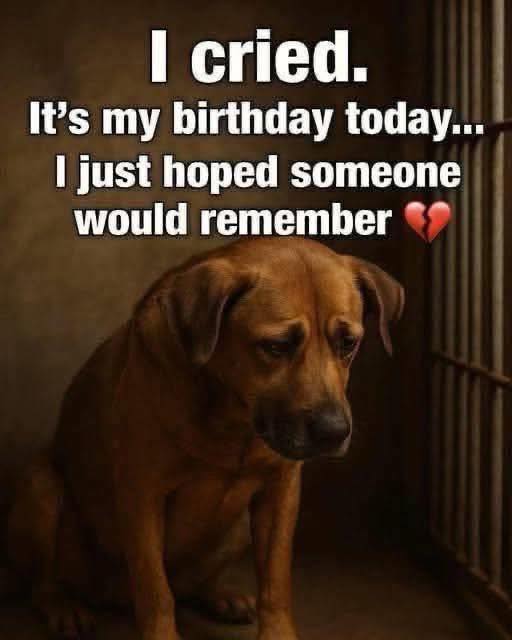 Dog Lovers tweet media