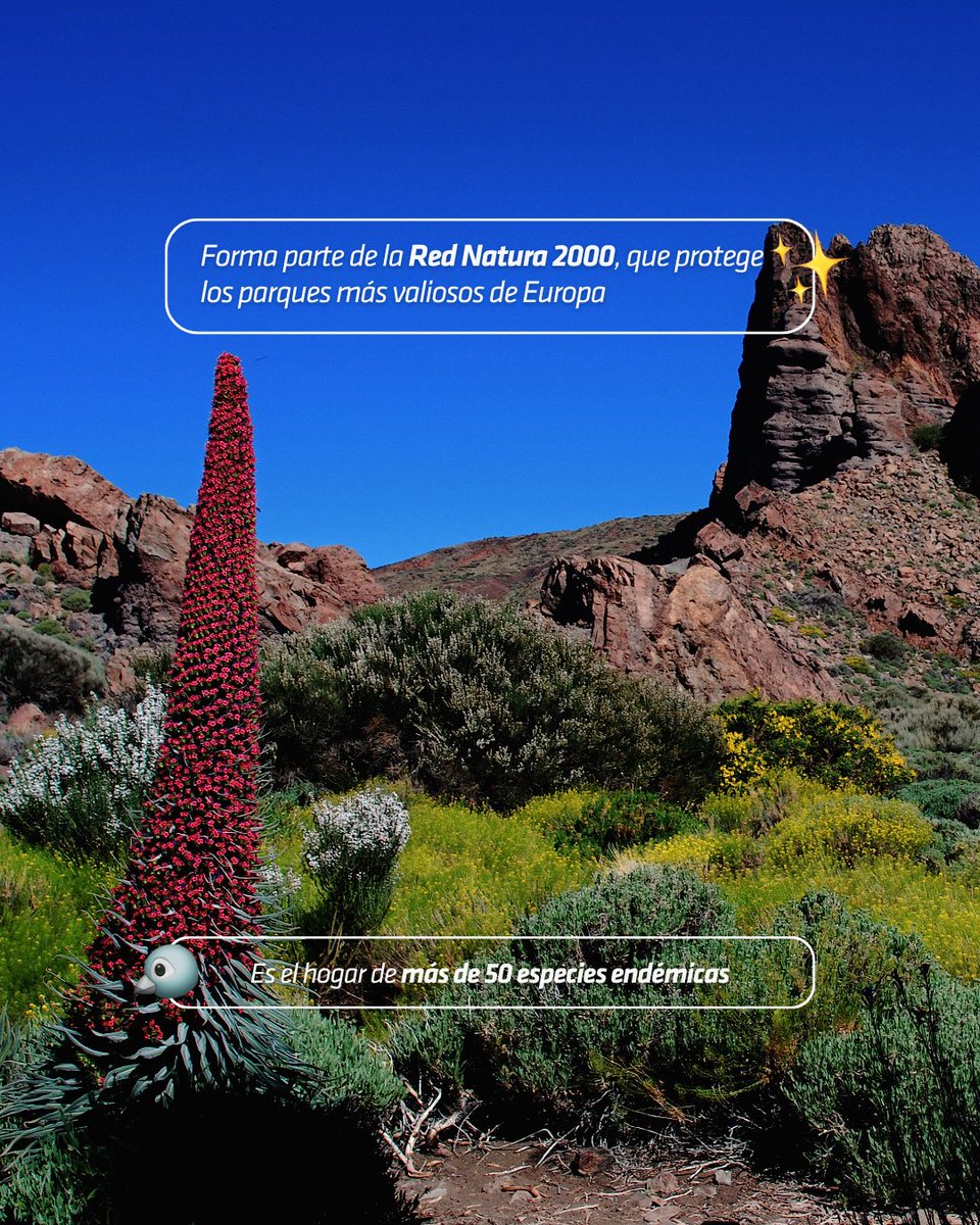 VolcanoTeide's tweet photo. Más que territorios delimitados, ¡son parte de nuestro ecosistema 🌱🐦 y nuestra cultura! 🇮🇨 celebra hoy, coincidiendo con la efeméride de los pioneros en el continente 🇪🇺 el #DíaEuropeoDeLosParquesNaturales! 👏
#teidelover #volcanoteide #europeannaturalparksday https://t.co/4geogWiq15