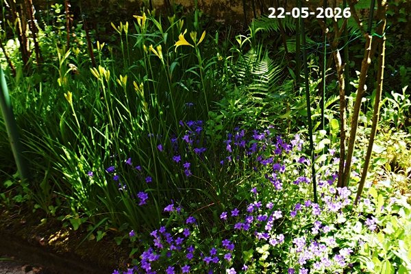 knolinfos's tweet photo. 24-05-2026: FIRST #flowers in my #WildGarden, #nature is awakening. <===> #LilyOfTheValley, #Cornflowers, #Tulips, #Lilac, #Iris, #Mint, #PinkSorrel, #Clematis, #WildWine,#Roses, #Carnations, #Daffodils. #Spring. https://t.co/evAA8eXSHE