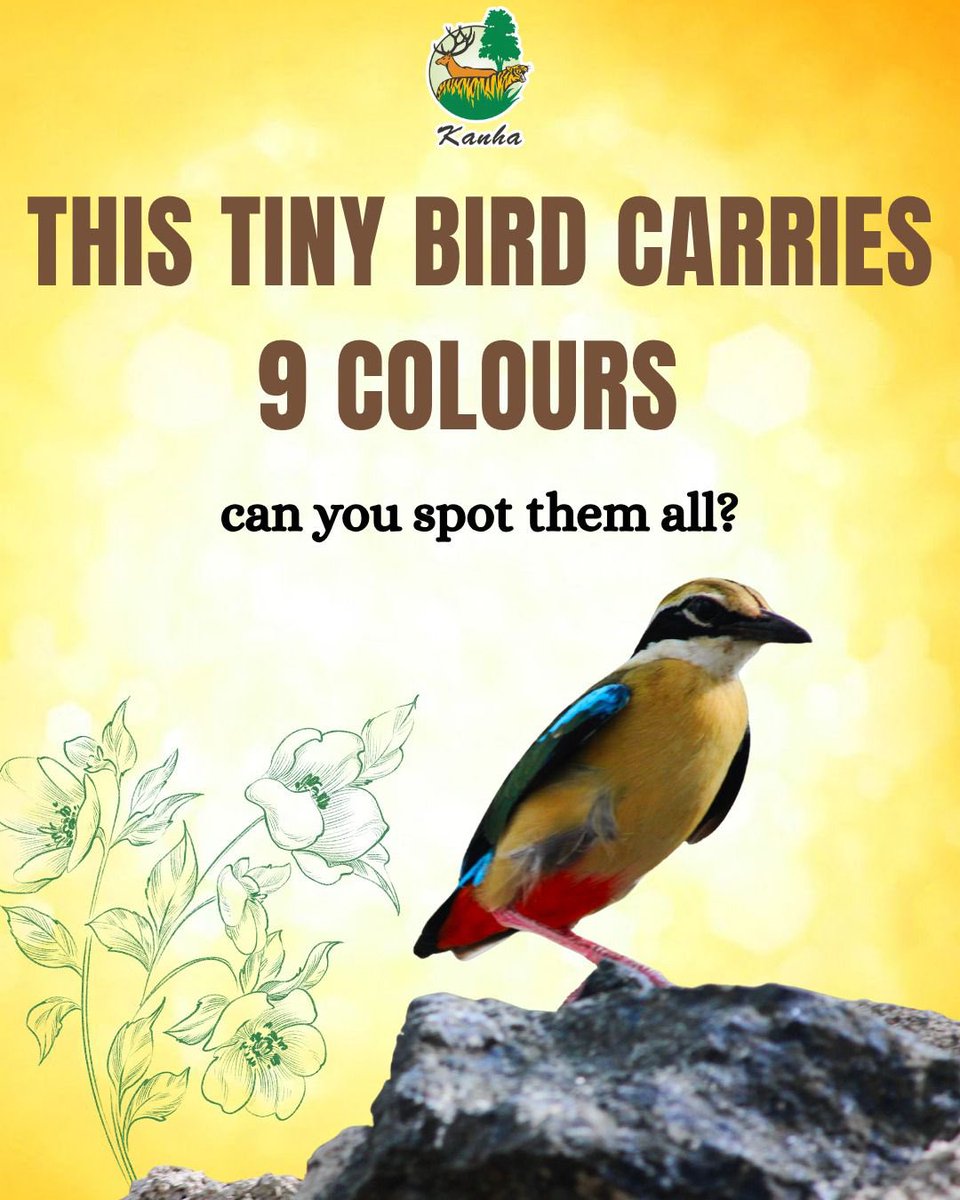 TrKanha's tweet photo. Have you ever spotted this “9-coloured bird” in the wild? 👀
#IndianPitta #Navranga #BirdsOfIndia #Kanha https://t.co/1IhcXbq7Fh