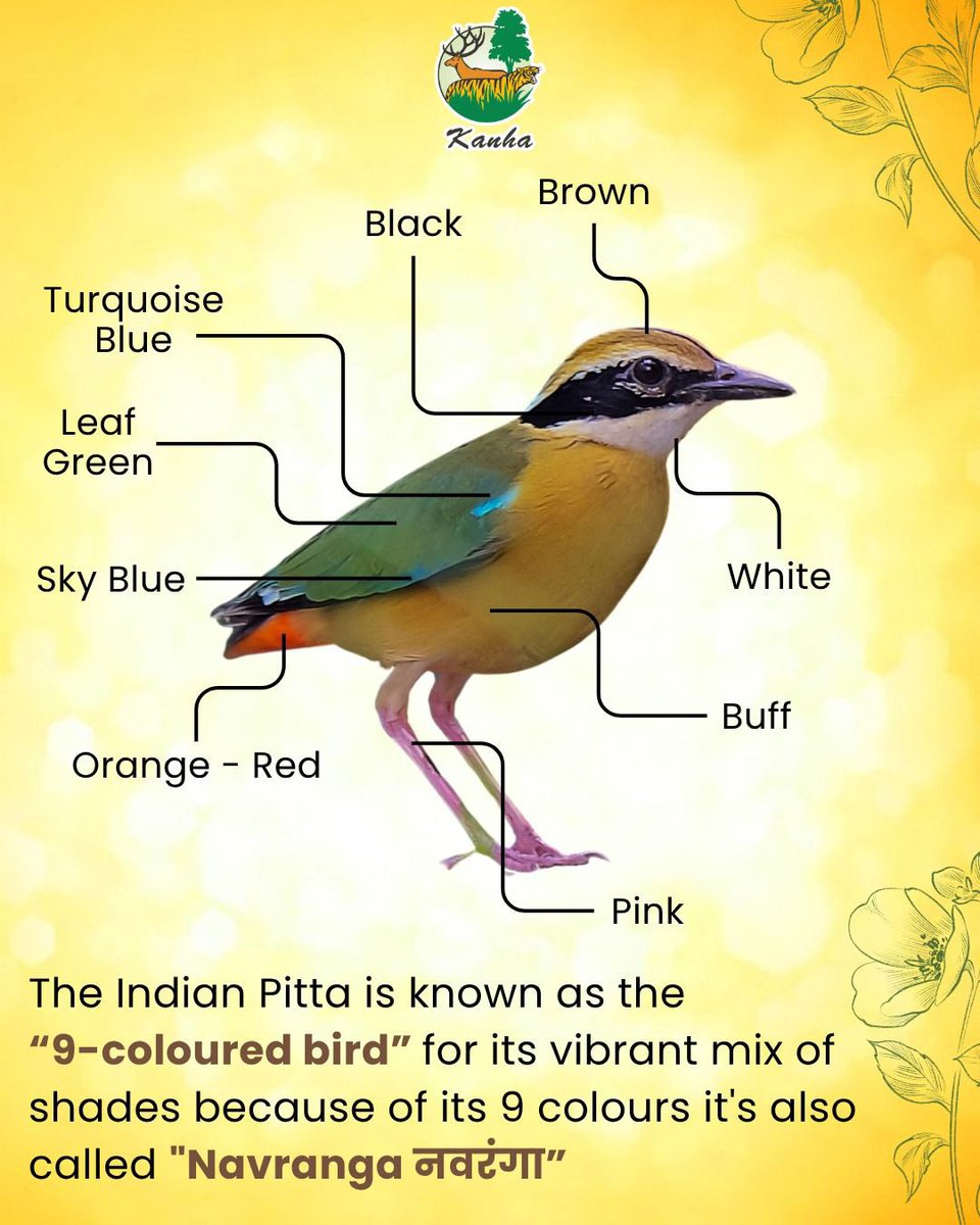 TrKanha's tweet photo. Have you ever spotted this “9-coloured bird” in the wild? 👀
#IndianPitta #Navranga #BirdsOfIndia #Kanha https://t.co/1IhcXbq7Fh