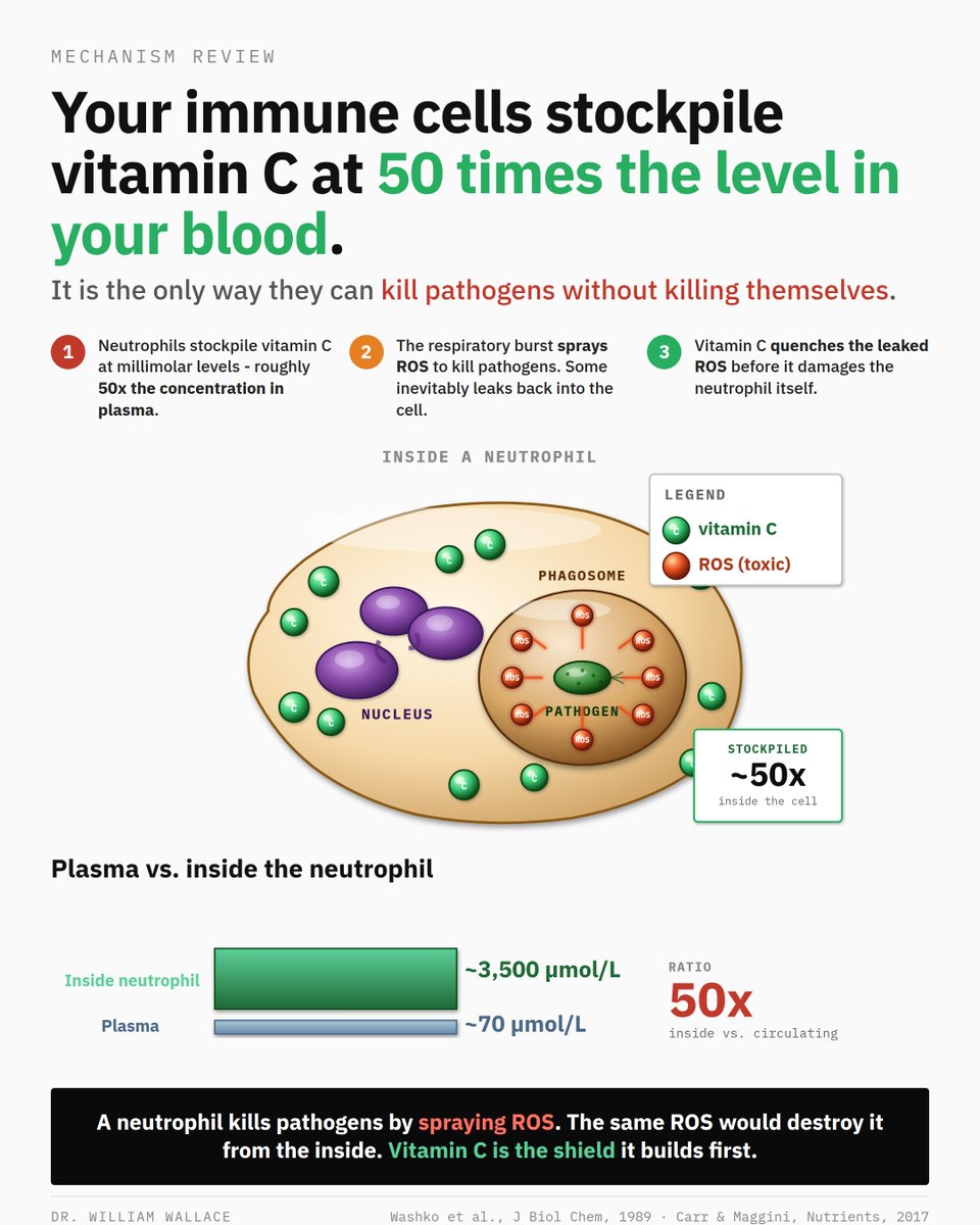 WilliamWallace's tweet photo. Vitamin C is famous as an antioxidant. That framing understates what it does inside your immune cells.

When a neutrophil hunts down a bacterium, it does not chew it apart. It engulfs the pathogen into a sealed compartment called a phagosome and detonates a respiratory burst inside, spraying reactive oxygen species like superoxide, hydrogen peroxide, and hypochlorous acid onto the trapped organism. This is essentially the chemistry of industrial bleach, used in a controlled space. It works. It also creates a problem.

ROS does not stay neatly contained. Some of it leaks back into the neutrophil itself. A cell that produces enough oxidant to kill a pathogen produces enough to kill itself. The neutrophil needs an internal antioxidant pool large enough to neutralize the leakage without shutting down the kill. Vitamin C is a major component of that pool.
Resting plasma vitamin C tops out around 70 micromolar at saturation. Inside neutrophils, the concentration sits in the millimolar range, roughly 50 times higher. This is not passive equilibrium. Neutrophils pump vitamin C across their membrane against a steep gradient using a sodium-dependent transporter called SVCT2, maintained at metabolic cost.

When neutrophils initiate a respiratory burst, their internal vitamin C drops sharply. Stankova 1975 and Winterbourn & Vissers 1983 documented this consumption during phagocytosis. The cell then needs to refill the reservoir. Repeated infection without dietary replenishment depletes the pool, and neutrophil function declines with it. Patients with severe infection routinely show plasma vitamin C well below healthy controls.

The practical question is dosing. Levine 1996 in PNAS measured this directly in seven healthy adults under controlled depletion-repletion. Neutrophils saturated at approximately 100 mg daily intake. Plasma saturated fully at 1000 mg daily. Single doses above 500 mg showed declining bioavailability with the excess excreted in urine. Above 400 mg daily, no measurable additional benefit appeared.

What this means: roughly 200 mg daily, split into two doses, keeps your neutrophil and plasma pools comfortably saturated. That is achievable from food alone. A red bell pepper, two kiwifruit, or an orange plus a cup of strawberries each put you in the range. The 1,000 mg pills do not get more vitamin C into your cells than the pepper does. They just produce more expensive urine.

Cellular vitamin C does not fall during infection because the immune system is broken. It falls because the system is working as designed and burning through its reserves to do it. Refilling the tank is one of the few interventions with mechanism, pharmacokinetics, and clinical context all aligned.

Washko et al., J Biol Chem, 1989
Levine et al., PNAS, 1996
Carr & Maggini, Nutrients, 2017