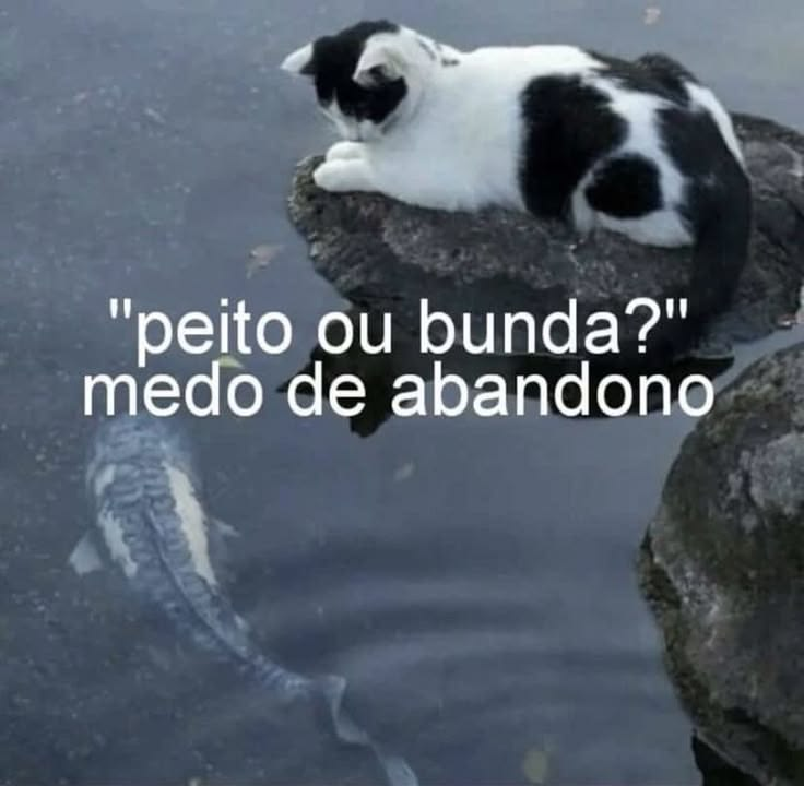 Jon - perfil dedicado a gatinhos e peitos tweet media