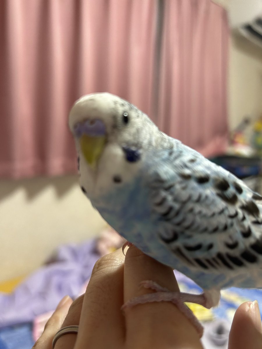あお tweet media