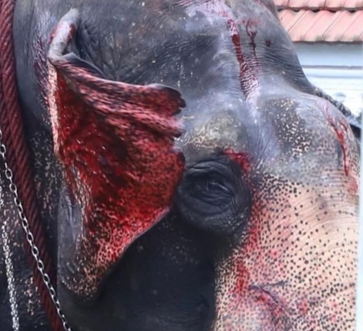 Voices for Asian Elephants (VFAE) ๐ tweet media