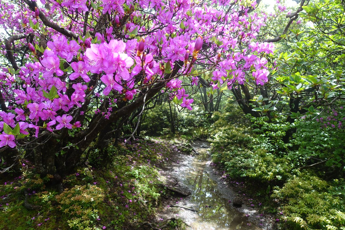 ak310's tweet photo. 天城山に行きたかったのは百名山っていうのもあるけど、シャクナゲを見たかったから。天気が微妙で道がぬかるんでいることは予想していたけど、花の開花は待ってくれないからね。いやー、けど滑り込みセーフだった感。咲いている個体が少なかった。ヤマツツジはかなり良い感じだったんだけどなぁ。 https://t.co/gAFhW4oVY2