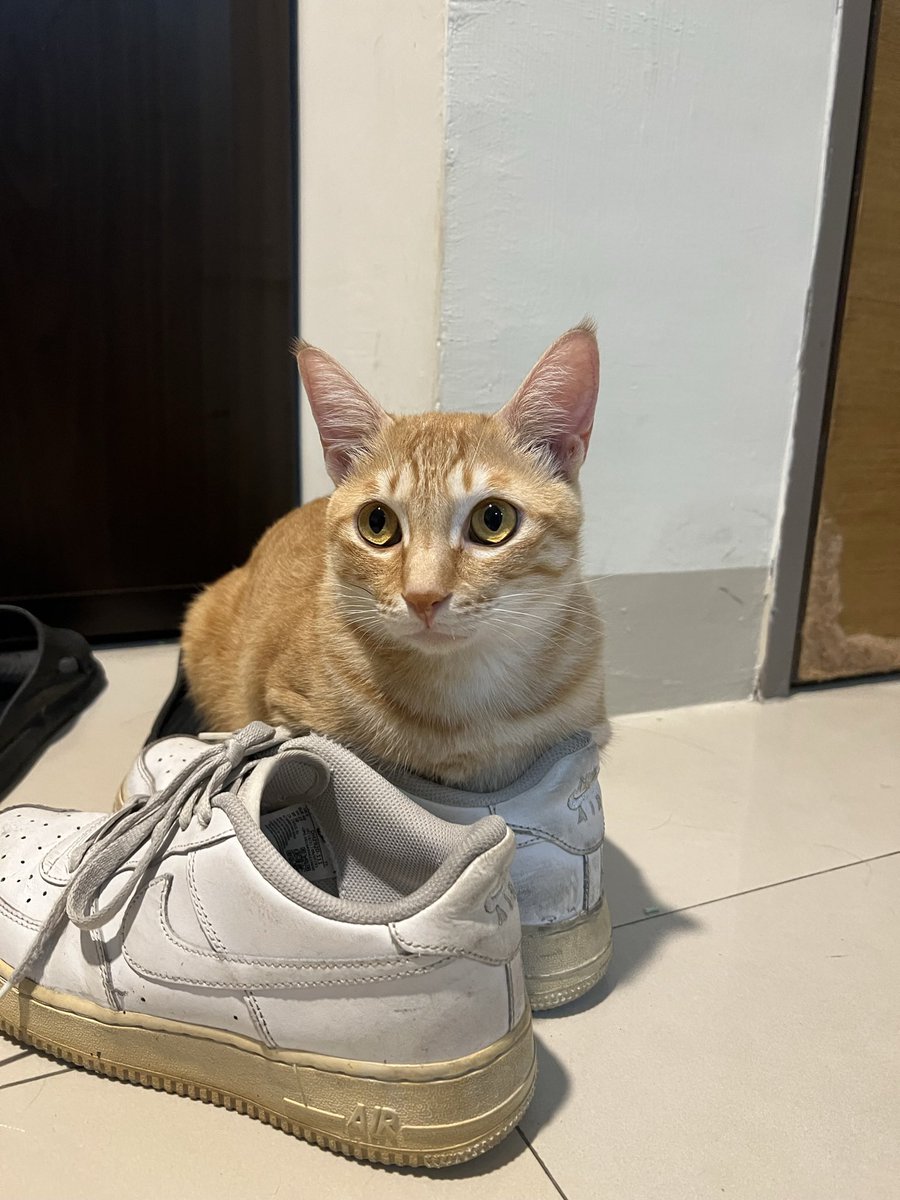 Api3ce3's tweet photo. 會躺好會穿鞋會玩滑板還一臉剛睡醒
你們這些貓咪可不可以自己去上班不要啃老 https://t.co/PmnwYhY4sP