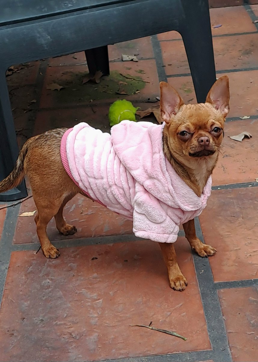 loreboky's tweet photo. Angelina con sueño aun #estefinde saludos  desde villa luro https://t.co/8CwJxdhlnq