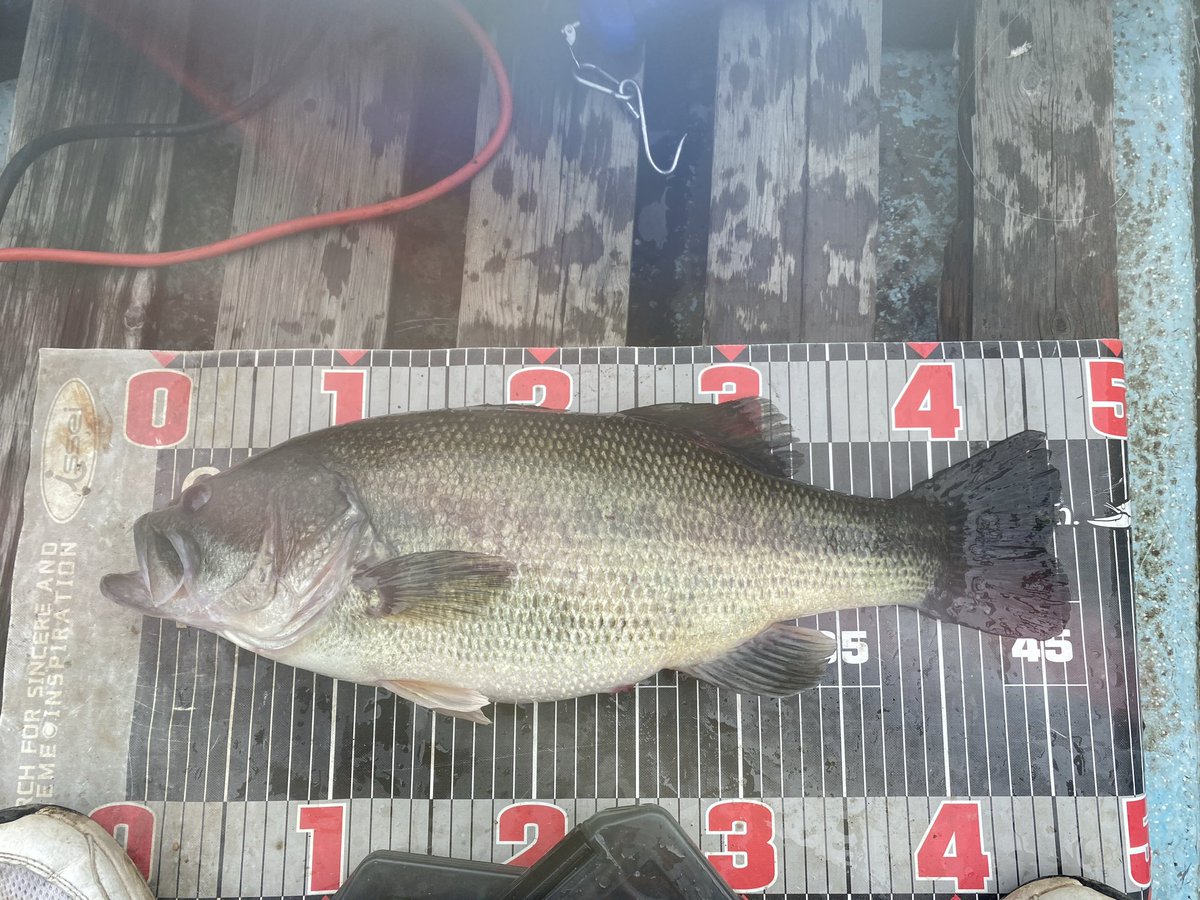 _004p's tweet photo. 5/23.24の津久井湖！48.46.41.40〜豆で上3本で4680g！24日は粘り続けるも35〜豆数匹で終了！久しぶりの2日間最高でした！ https://t.co/ogMha6WodO