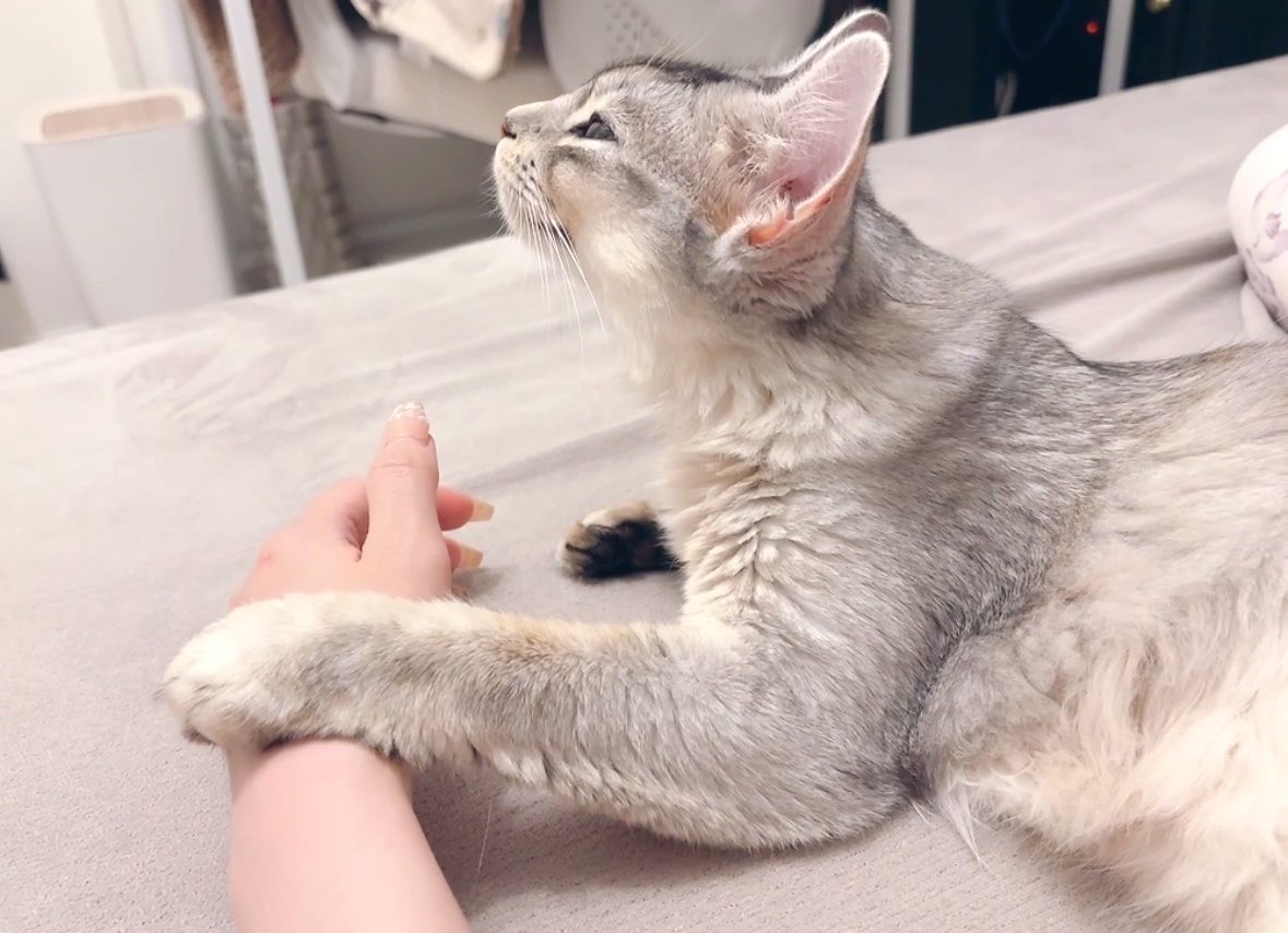 そばちゃん tweet media