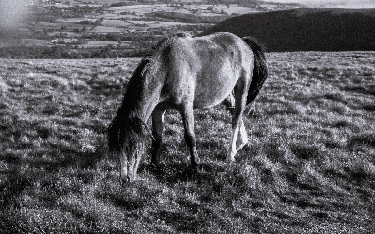 alexjaymoore's tweet photo. Four legged friends on a mountain https://t.co/5eSWhPourr