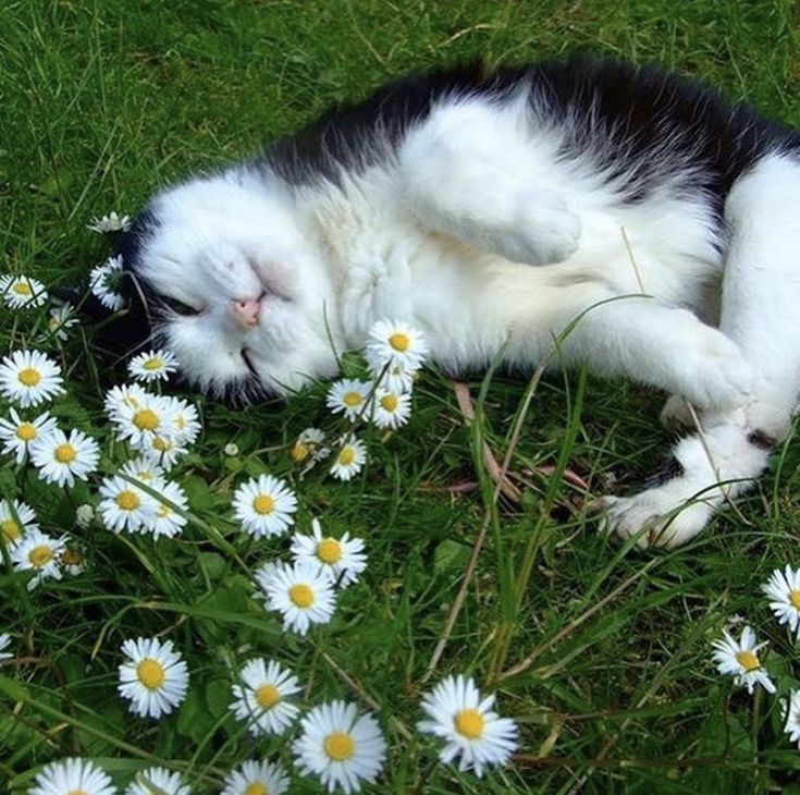 Metanoia100's tweet photo. Happy Sunday ❤️ 🌈 

#CatsOfX #CatsLover https://t.co/CjQBEuEJvP