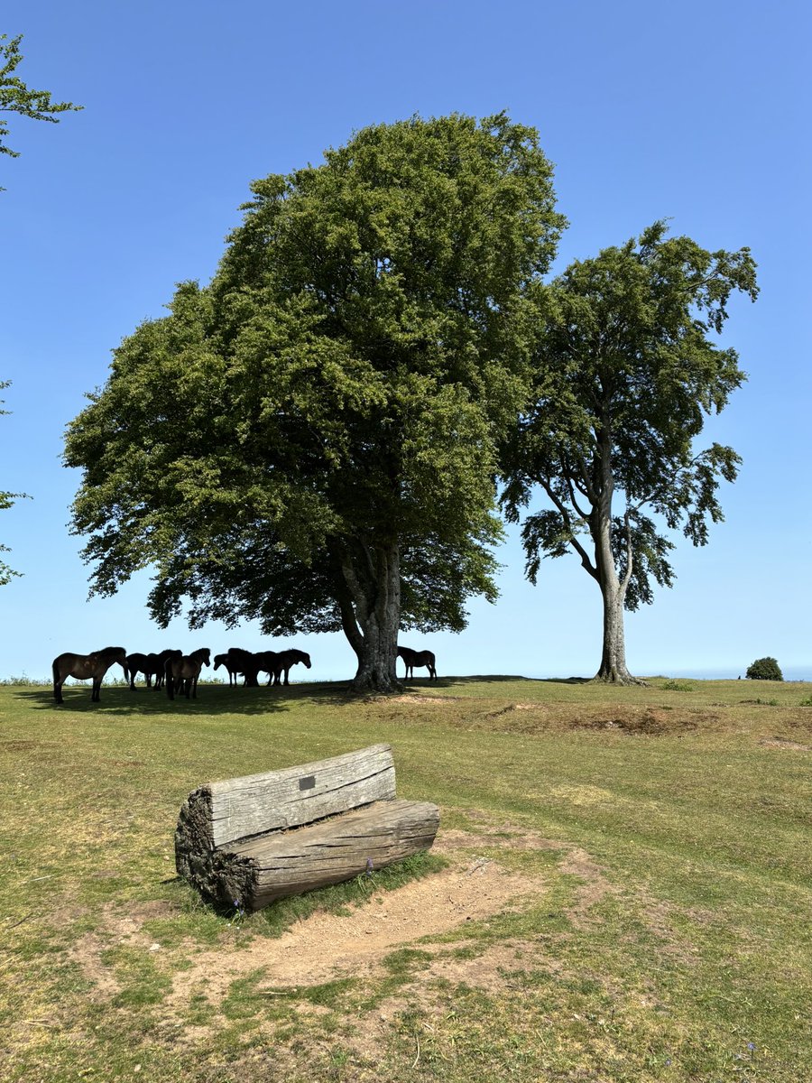 flutter61's tweet photo. Beautiful morning on Cothelstone Hill (Seven Sisters) @quantockhills plenty of shady spots to sit and relax in relative peace &amp; quiet 😊😴 https://t.co/ksU1igXLsU