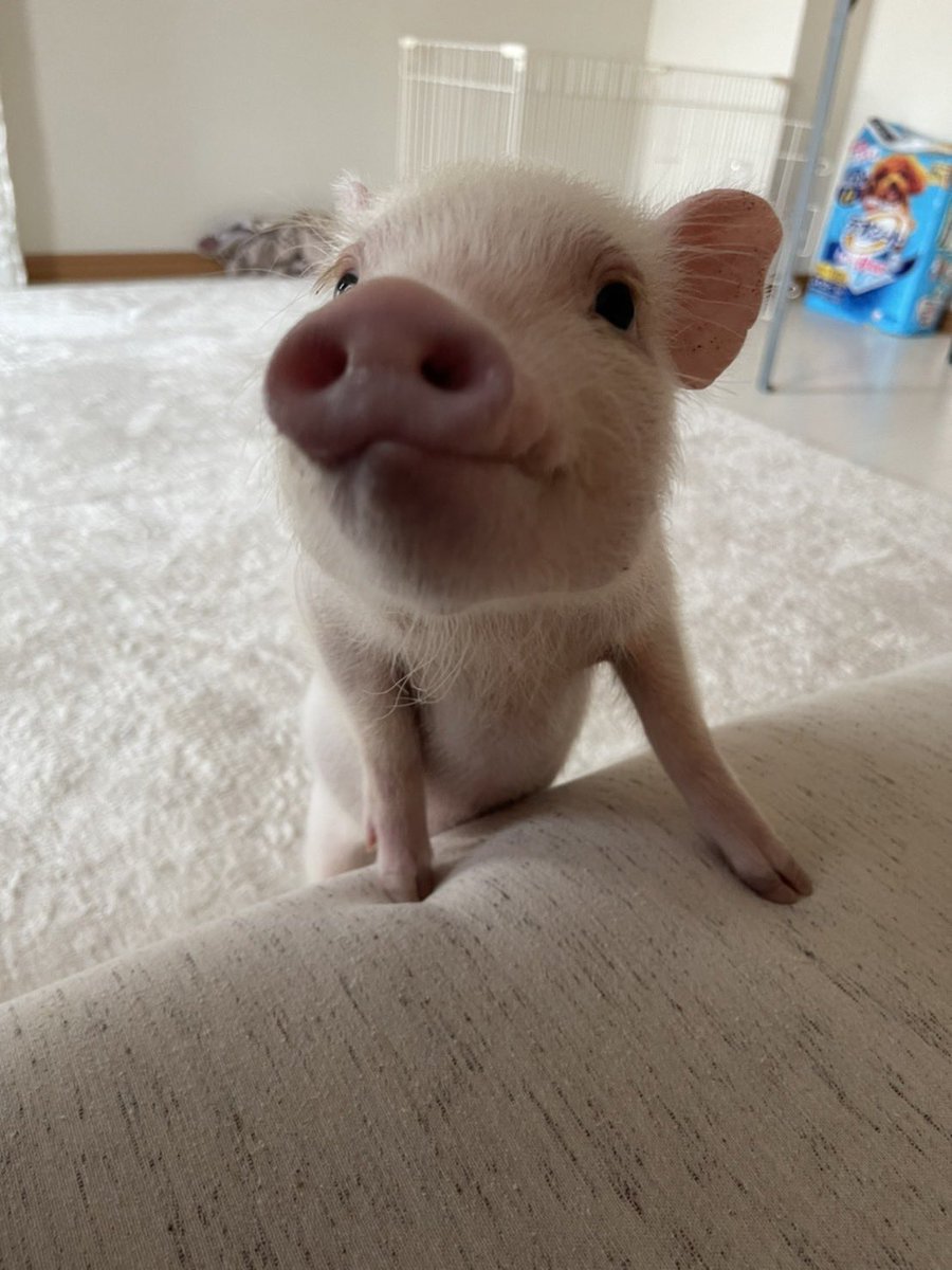 pu_698's tweet photo. ぽぽの小さい頃の写真見返してたら、「待て」を教えてる時に眠気と食欲が同時に押し寄せてきてて、待てしながら立ったまま目つぶってたの思い出した可愛い https://t.co/CnSHzoONdH