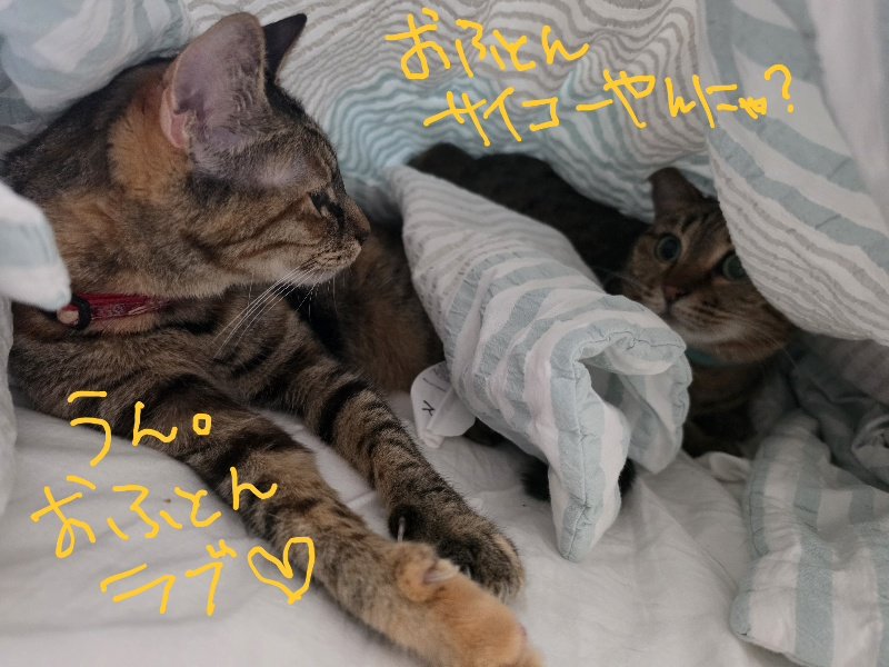 sumire_o｜Dancing Cats tweet media