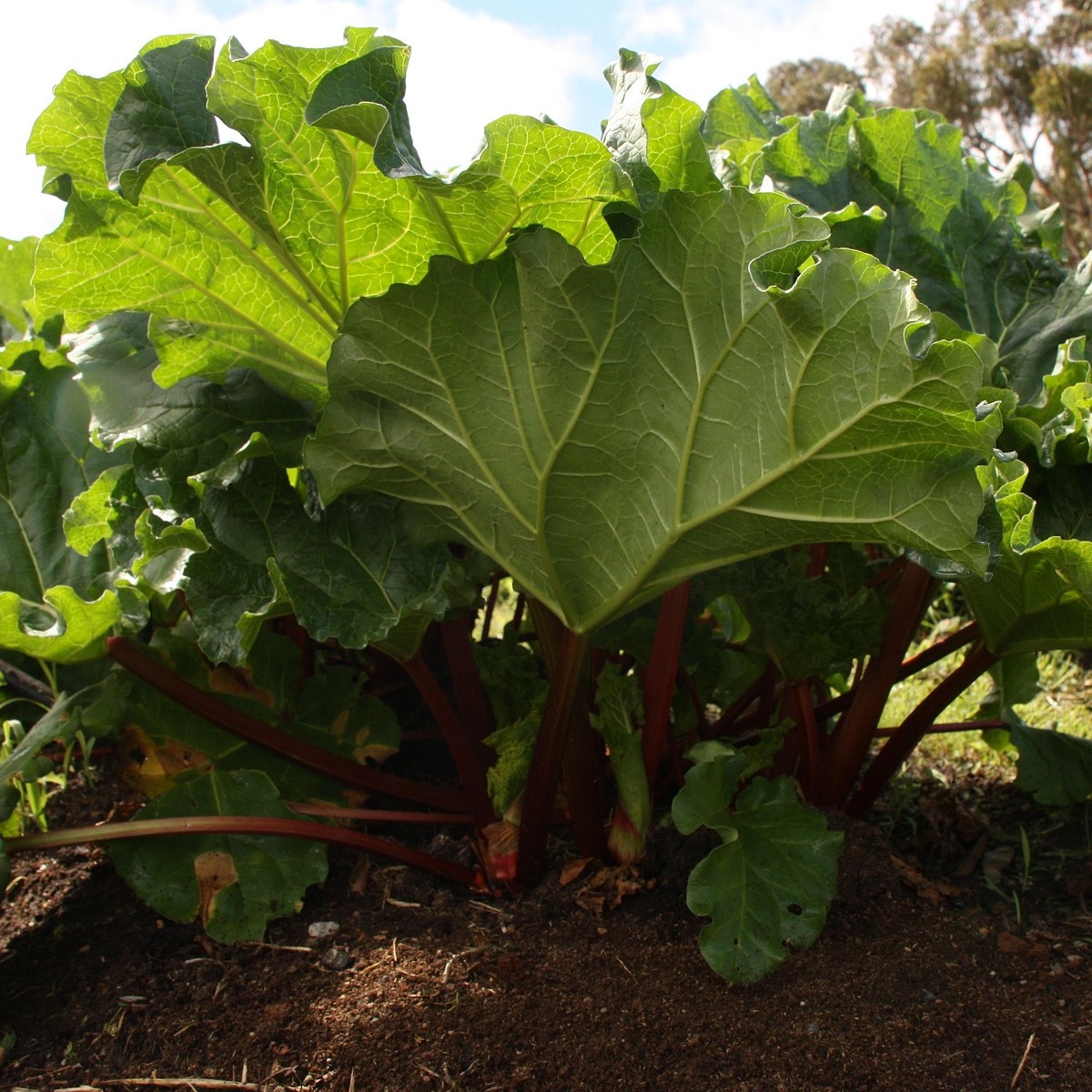 ellenblogs's tweet photo. Learn the best companion plants for rhubarb to improve garden harvests, reduce pests naturally, and create a healthier, more productive vegetable garden season after season. https://t.co/U9ceKSJRG7 https://t.co/skyydpURkb