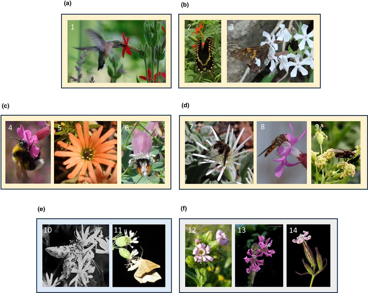 New Phytologist tweet media