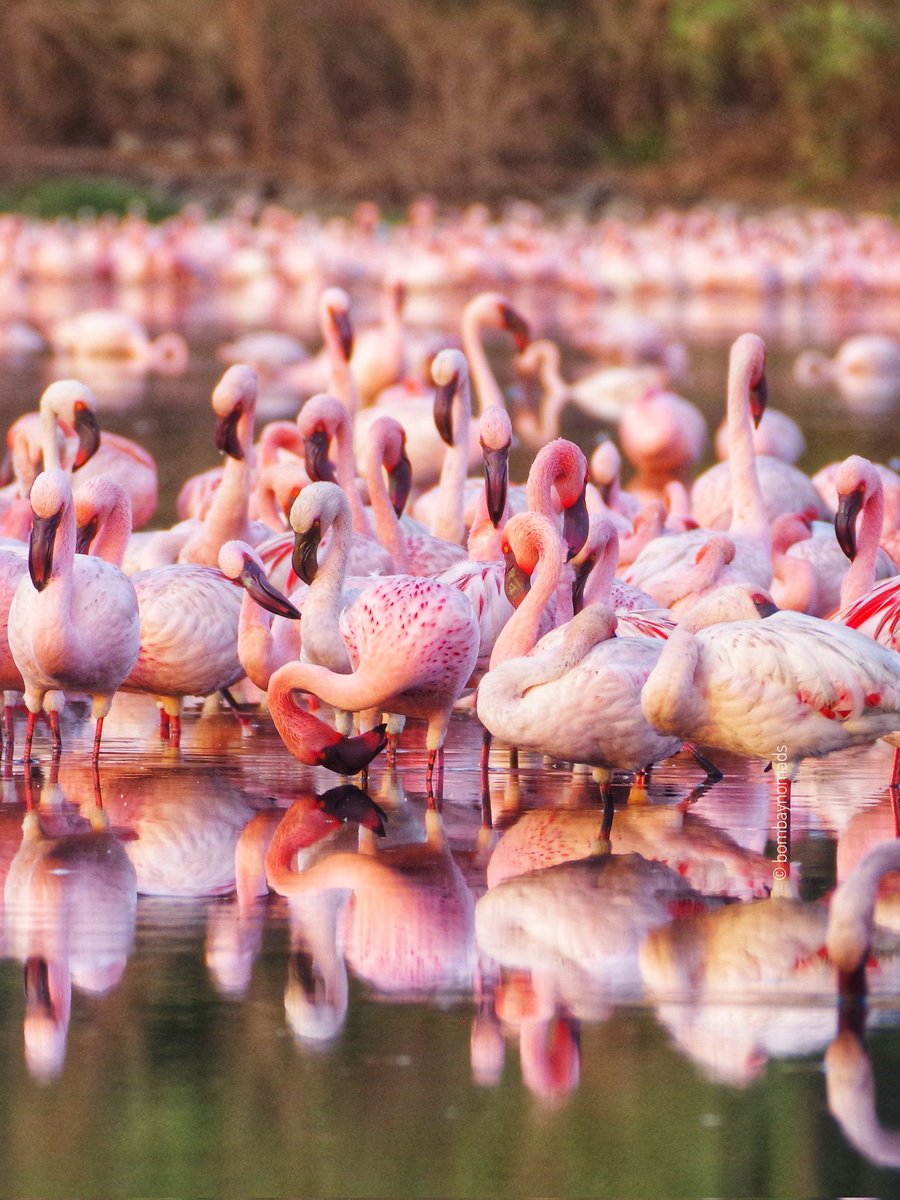 bombaynomads's tweet photo. Flamingo season is here!

Mumbai's favorite pink visitors are finally here and they are putting on a crazy show!

Thousands of pink #flamingos in the lake behind Seawoods NRI Colony off Palm Beach Road https://t.co/JmwHFm56BE