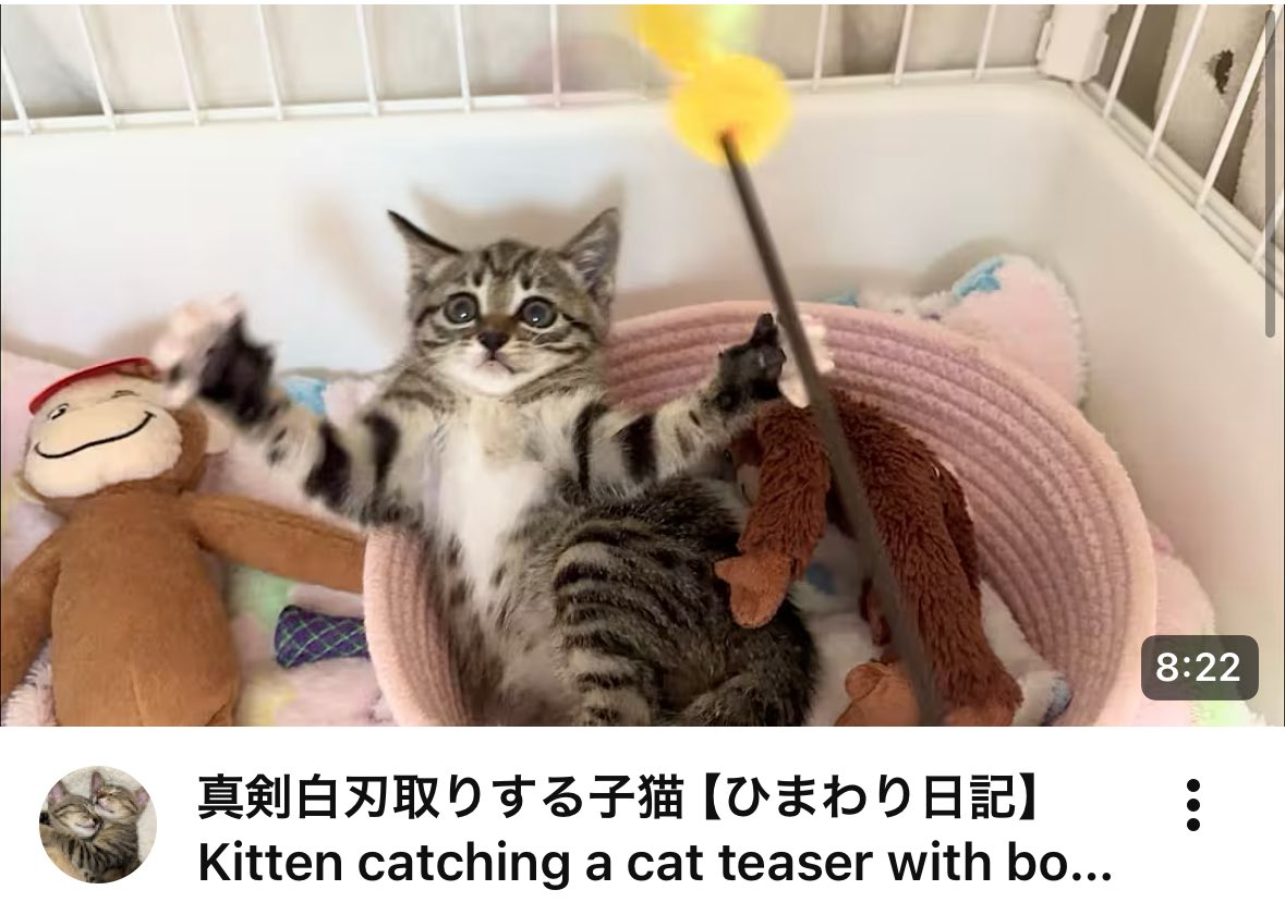 真剣白刃取りする子猫【ひまわり日記】 Kitten catching a cat teaser