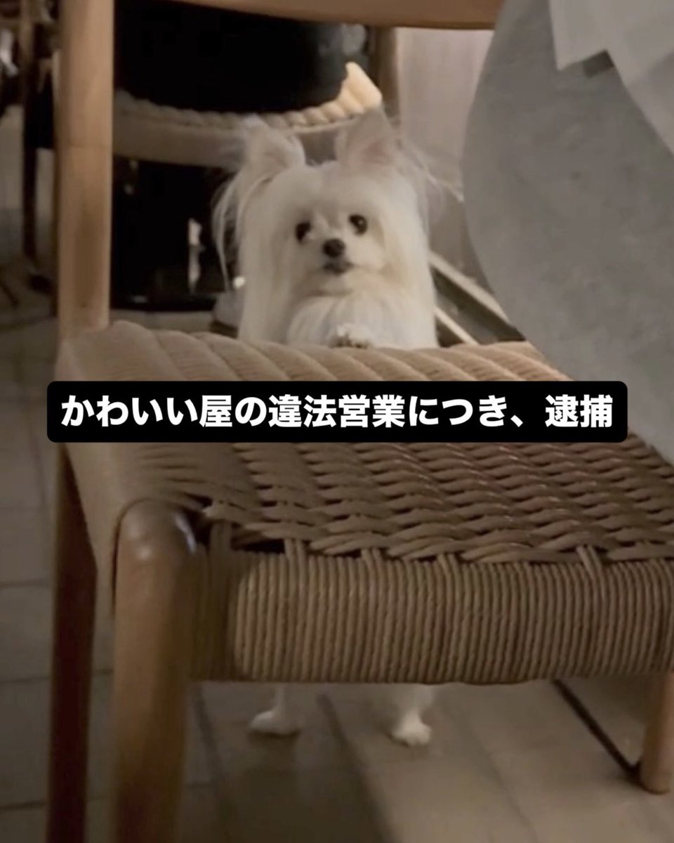 かわいーぬ (@kawai_nu_san) / Posts / X