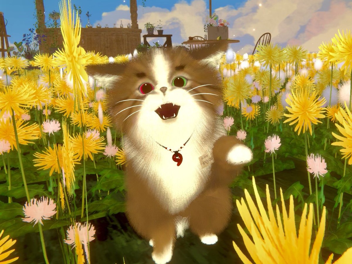 ✦ねこちゃん紹介✦ 名前：おちゃちゃ 種類：雑種 イカ耳とまろ眉、お