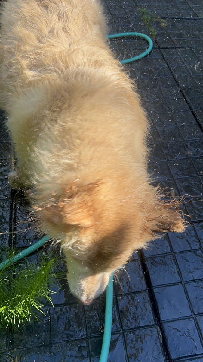 มันนี่เป็นโกลเด้นหูเล็ก 🦮🐶 tweet media