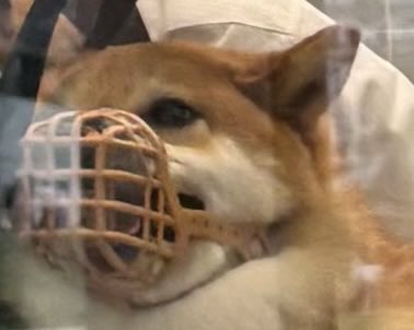 柴犬しばみ (@shibami_) / Posts / X
