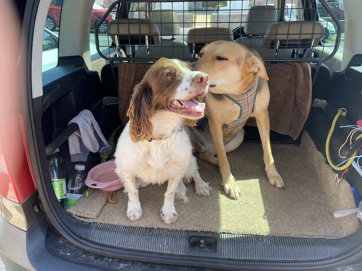 BrexitBuster's tweet photo. Ruby and her pal Poppy the Mad Spaniel have had a fun morning racing over the local common. We took plenty of fresh water with us! Now the amigos are having a nice afternoon snooze out of the hot sun. 🐶🐶🌞
#RubyFromRomania #RescueDogs❤️ https://t.co/wrvTBtfJja